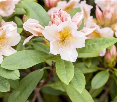 Rhododendron Hybr.'Belkanto' -S-