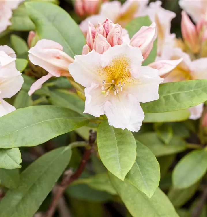 Rhododendron-Hybride 'Belkanto' -S-