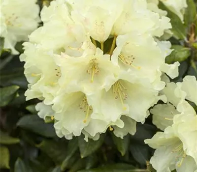 Rhododendron Hybr.'Goldkrone' -R-