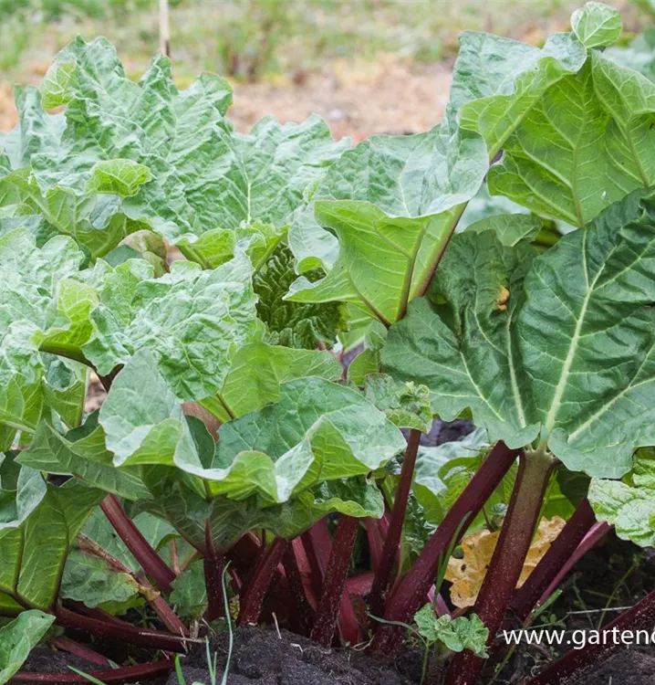 GartenRhabarber 'Holsteiner Blut', Rheum rhabarbarum 'Holsteiner Blut