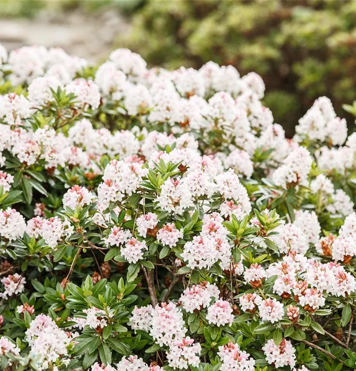 Rhododendron 'Bloombux'® Hecke, Rhododendron micranthum 'Bloombux