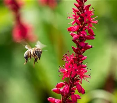 Bienenfreundliche Stauden - Leckere Snacks im Garten