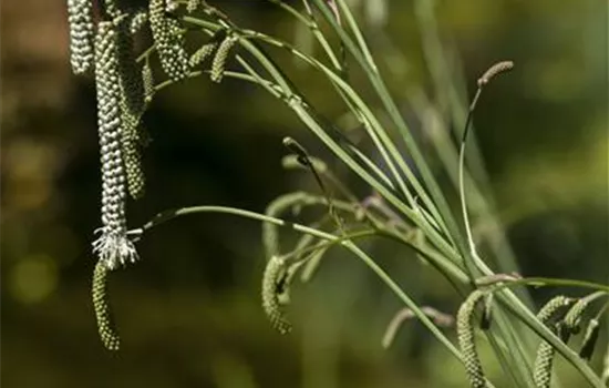 Sanguisorba tenuifolia 'Albiflora'