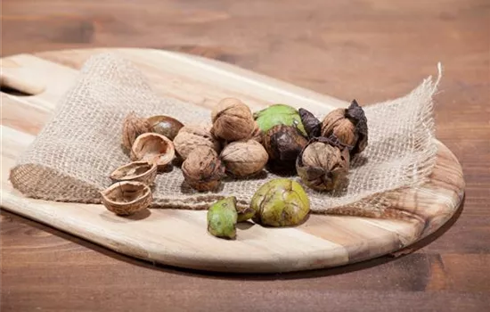 Nüsse und Schalenfrüchte aus Ihrem Garten