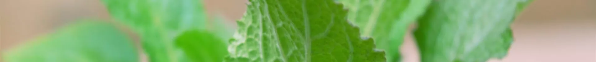 Fingerhut - Einpflanzen im Garten (thumbnail).jpg