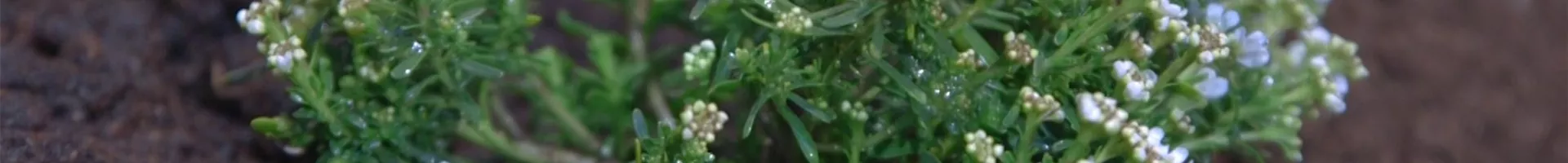 Schleifenblume - Einpflanzen im Garten (thumbnail).jpg