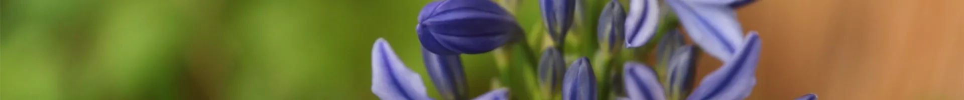 Afrikanische Schmucklilie - Einpflanzen in ein Gefäß (Thumbnail).jpg