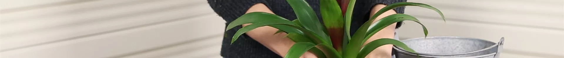 Bromelie - Einpflanzen in ein Gefäß (Thumbnail).jpg