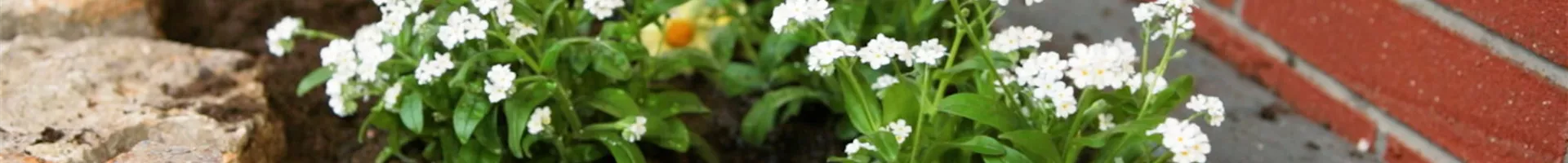 Weißes Vergissmeinicht - Einpflanzen im Garten (Thumbnail).jpg