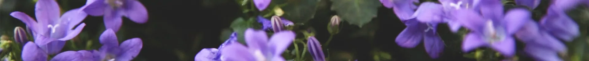 Dalmatiner-Polsterglockenblume - Einpflanzen im Garten (Thumbnail).jpg