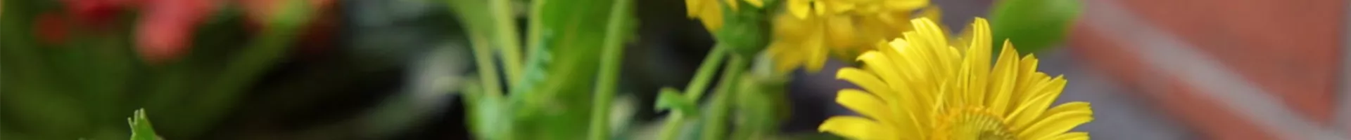 Gemswurz - Einpflanzen im Garten (Thumbnail).jpg