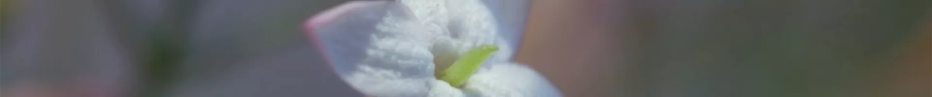 Zimmerjasmin - Einpflanzen in ein Gefäß (Thumbnail).jpg