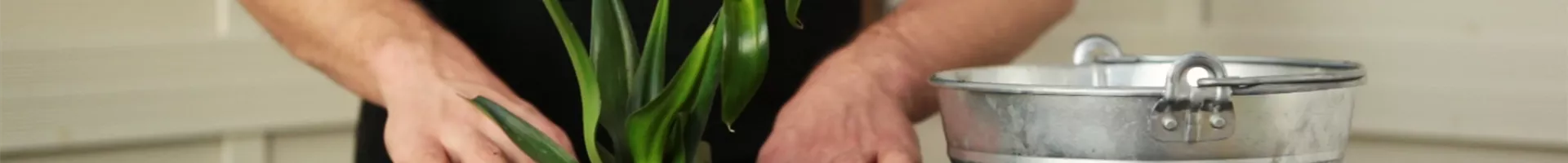 Milchstern - Einpflanzen in ein Gefäß (Thumbnail).jpg