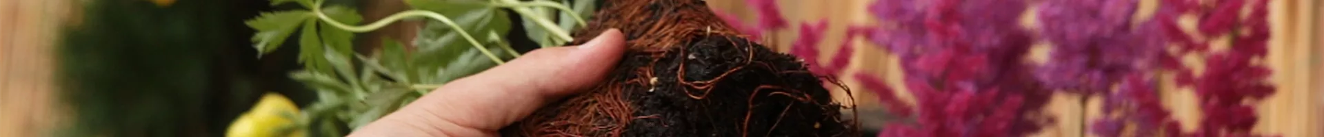 Trollblume - Einpflanzen ins Beet (Thumbnail)0.jpg