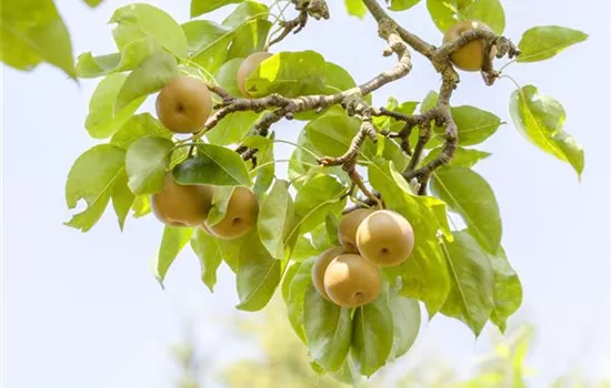 Sauerkirsche \'Jade\'®, Prunus cerasus \'Jade\'® - GartenBaumschule Becker