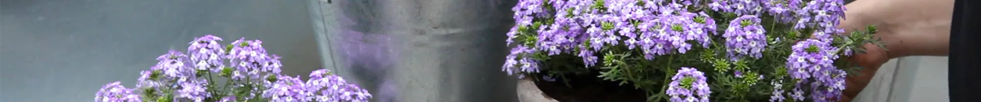 Eisenkraut - Einpflanzen in ein Gefäß (thumbnail).jpg