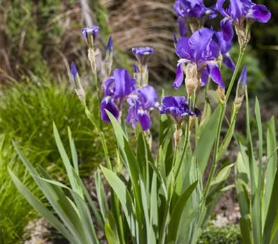 Iris - die Pflanze mit den vielen Gesichtern