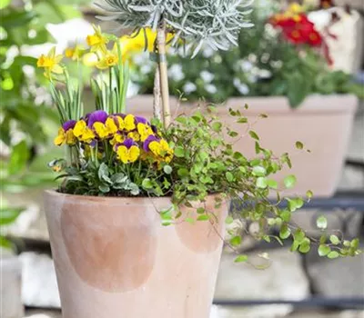 Blumenzwiebeln – einpflanzen in ein Gefäß