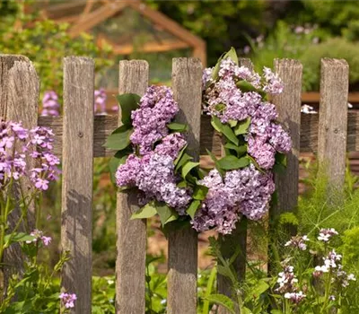 Schick eingerahmt: Gartenzäune sind nicht nur nützlich sondern auch schön