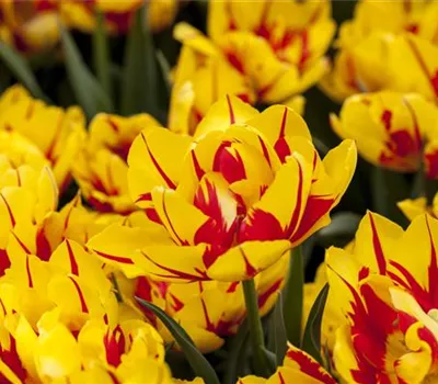 Gefüllte Tulpen: Volle Blüte und betörender Duft