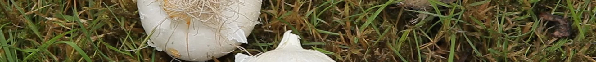 Zierlauch - Blumenzwiebeln einpflanzen (thumbnail)2.jpg