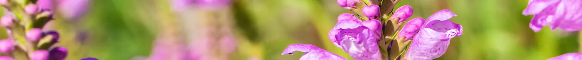 Gelenkblume - Einpflanzen im Garten (thumbnail).jpg