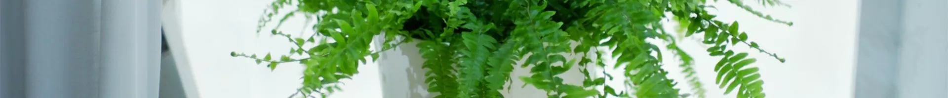 Schwertfarn - Einpflanzen im Garten (thumbnail).jpg