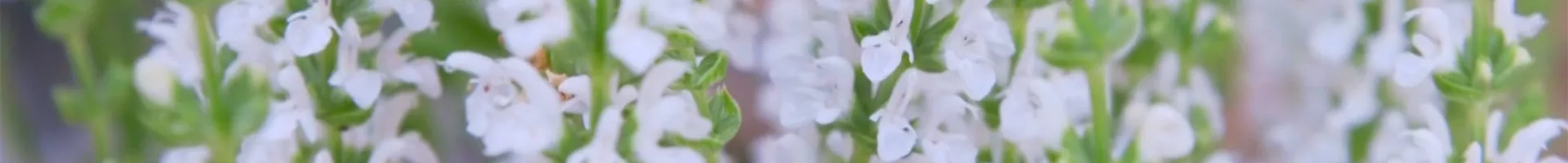 Steppensalbei - Einpflanzen im Garten (thumbnail).jpg