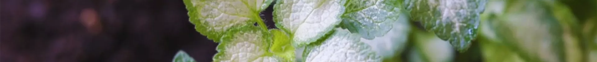 Taubnessel - Einpflanzen im Garten (Thumbnail).jpg