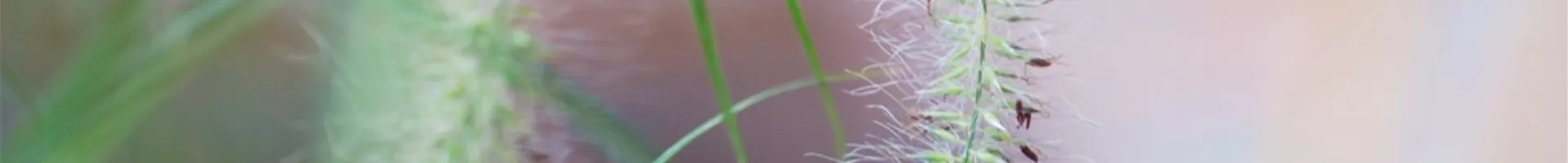 Federborstengras - Einpflanzen im Garten (thumbnail).jpg