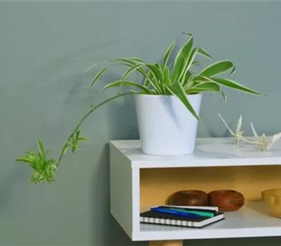 Zimmerpflanzenportrait - Grünlilie