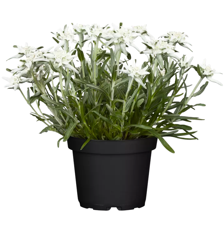 Leontopodium souliei 'Alpina White'