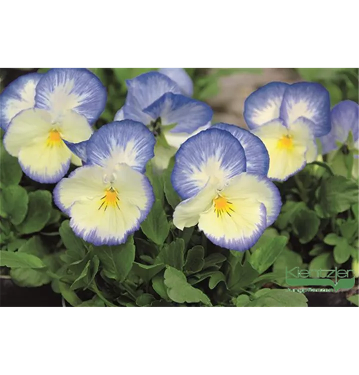Viola cornuta 'Blaue Schönheit'