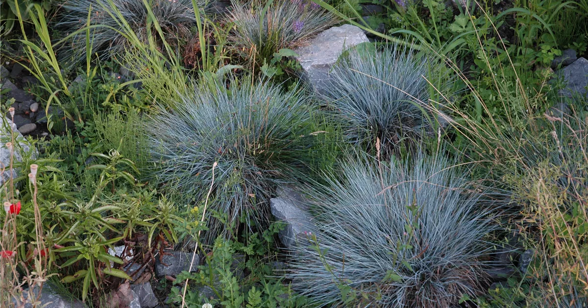 Kleiner GartenBlauSchwingel 'Glaucantha', Festuca valesiaca