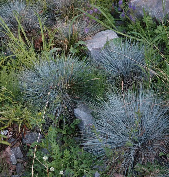 Kleiner GartenBlauSchwingel 'Glaucantha', Festuca valesiaca
