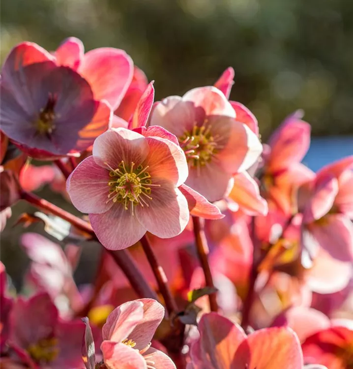 Helleborus x orientalis, rosa, Lenzrose GartenBaumschule Becker