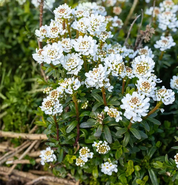 Iberis sempervirens 'Zwergschneeflocke', Immergrüne Schleifenblume