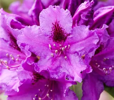 Rhododendron Hybr.'Azurro'
