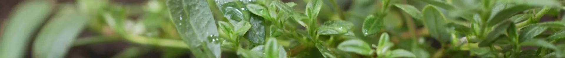 Sonnenröschen - Einpflanzen im Garten (Thumbnail).jpg