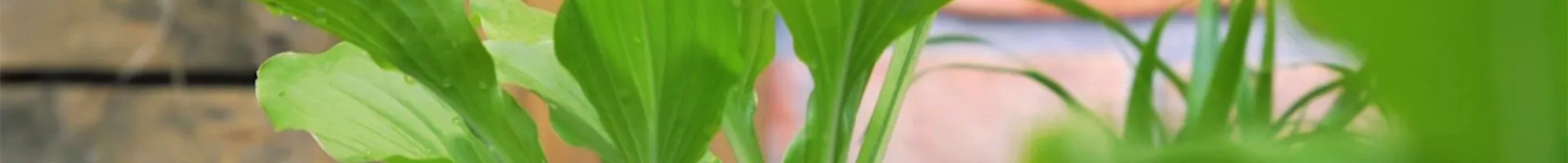 Funkie - Einpflanzen im Garten (Thumbnail).jpg