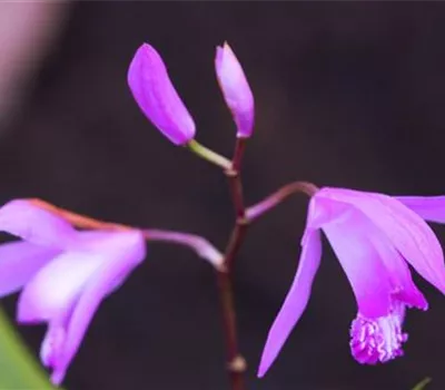 China-Orchidee - Einpflanzen im Garten