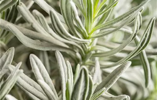 Lavandula angustifolia 'Silver Mist'