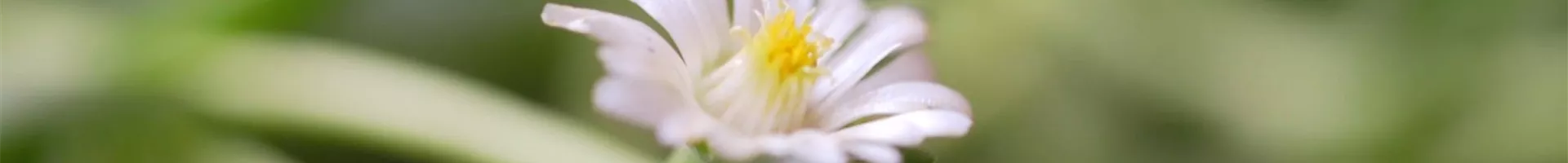 Kriechende Mittagsblume - Einpflanzen im Garten (Thumbnail).jpg