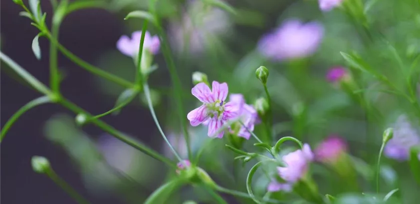 Sommer Schleierkraut - Einpflanzen im Garten (Thumbnail)