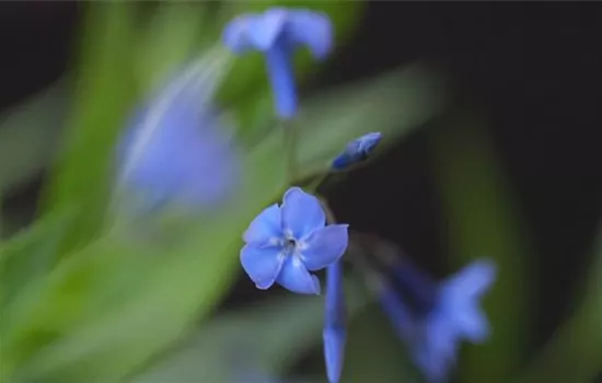 Texas Blaustern - Einpflanzen im Garten