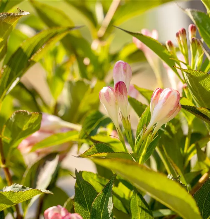 Weigela 'All Summer Peach' R, Weigelie 'All Summer Peach' R