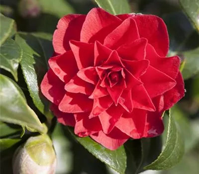Camellia japonica 'Black Lace' Camellia japonica 'Black Lace'