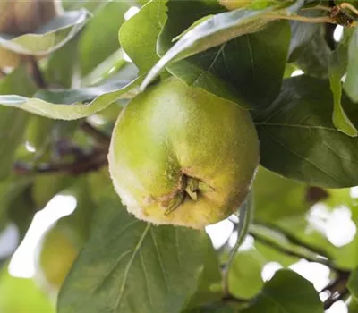 Cydonia 'Cydora Robusta' -S- CAC