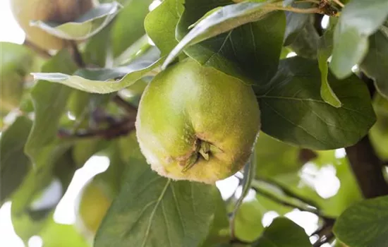 Cydonia 'Cydora Robusta' -S- CAC