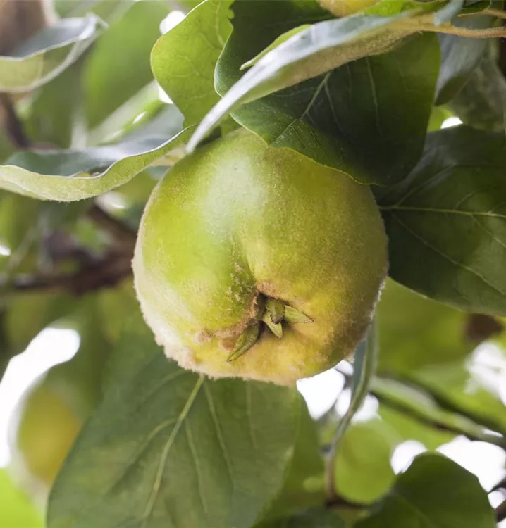 Quitte 'Cydora Robusta' -S-